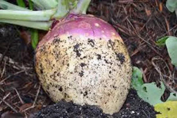 Rutabaga Seeds 500 Count - American Purple Top Heirloom Non-GMO Brassica napus
