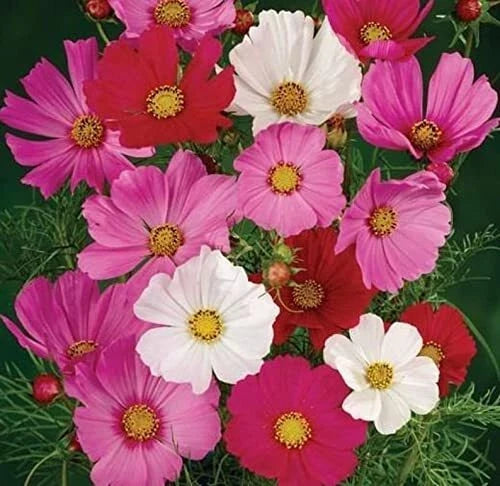Cosmos Flower Seeds, Sensation Mix, 1,000 Non-GMO Cosmos bipinnatus Seeds for Garden, Containers & Pollinator Attraction