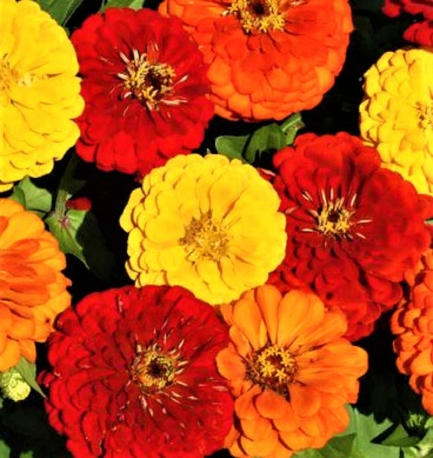 Zinnia Seeds - 100+ Lava Lamp Variety - Colorful Flowers for Garden, Cut Flowers, Pollinator Attractant - Zinnia elegans