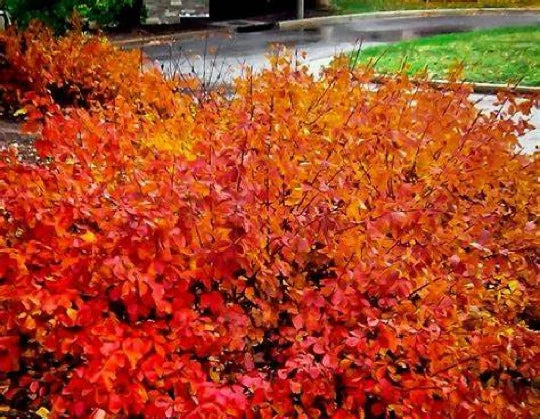 Konza Fragrant Sumac Seeds - 20 Pack Rhus aromatica 'Konza' Shrub Seeds