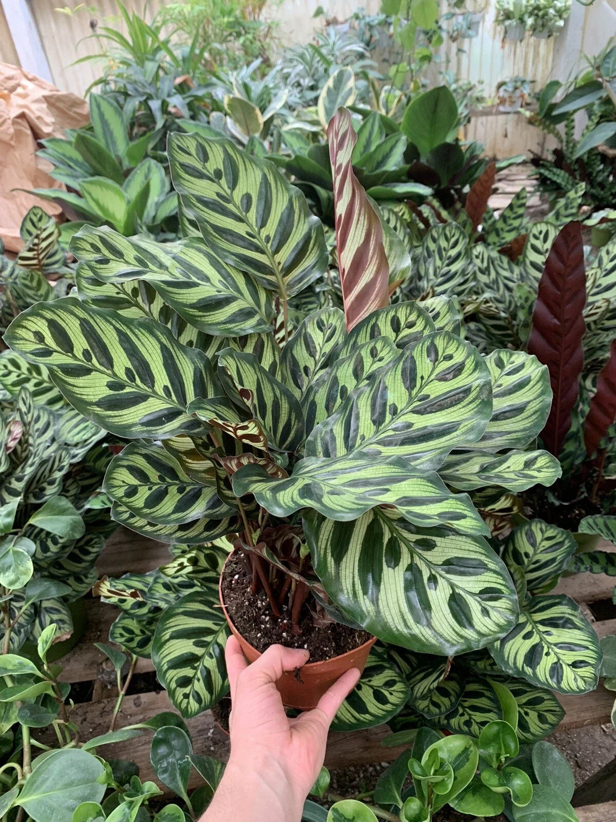 Calathea Makoyana Peacock Plant Indoor Houseplant Rooted in 6-Inch Pot, Tropical Foliage, Pet Safe
