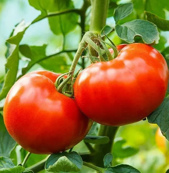 Tomato Seeds 100+ Count - Delicious Culinary Variety for Garden Plants