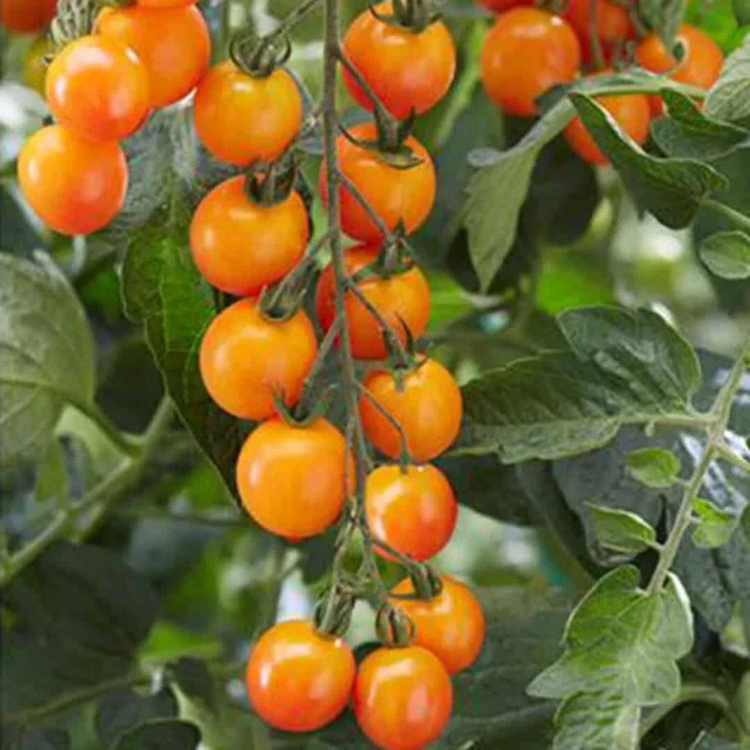 Sweet Mandarin Cherry Tomato Seeds - 100 Organic Non-GMO Heirloom Seeds USA Grown