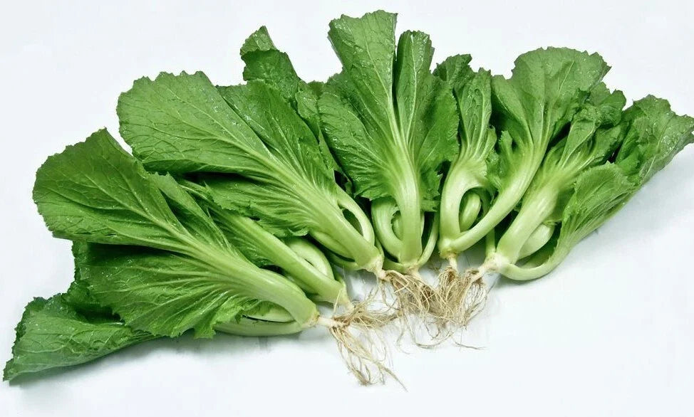 Chinese Mustard Seeds - Brassica juncea - Asian Vegetable for Home Garden, 200+ Non-GMO Seeds