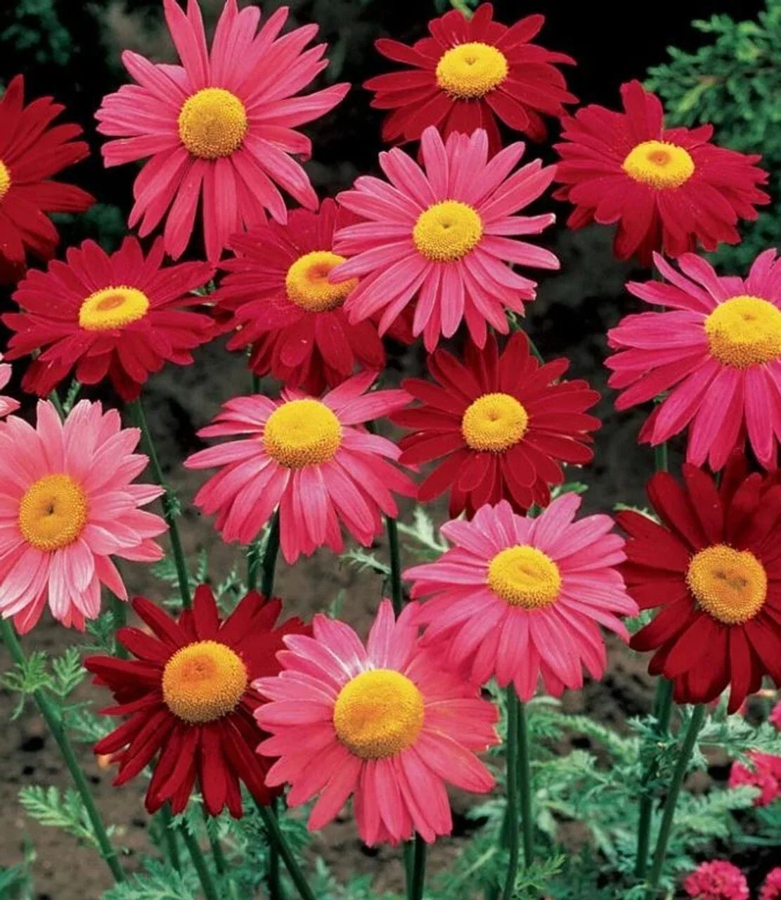 Robinsons Giant Mix Painted Daisy Seeds - 200+ Colorful Flower Seeds for Garden, Borders & Containers - Leucanthemum x superbum