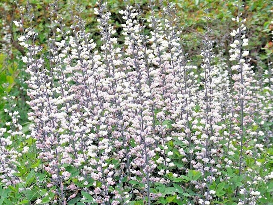 White Wild False Indigo Seeds - Native Perennial Wildflower - Nitrogen-Fixing Baptisia alba Seeds