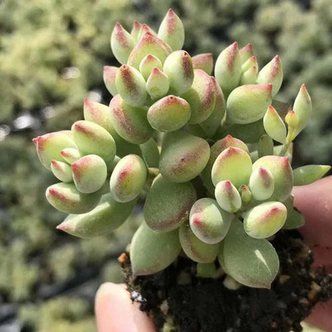 Rare Cotyledon Pendens Succulent Cuttings - 3 Live Indoor Garden Plants