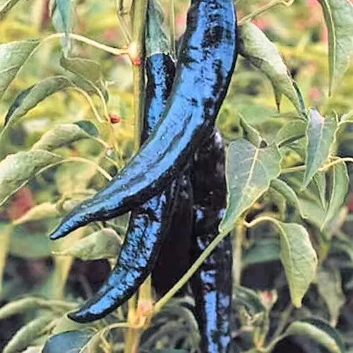 Pasilla Bajio Chilaca Pepper Seeds – Heirloom Non-GMO Capsicum annuum for Spicy Home Garden, Salsa & Cooking