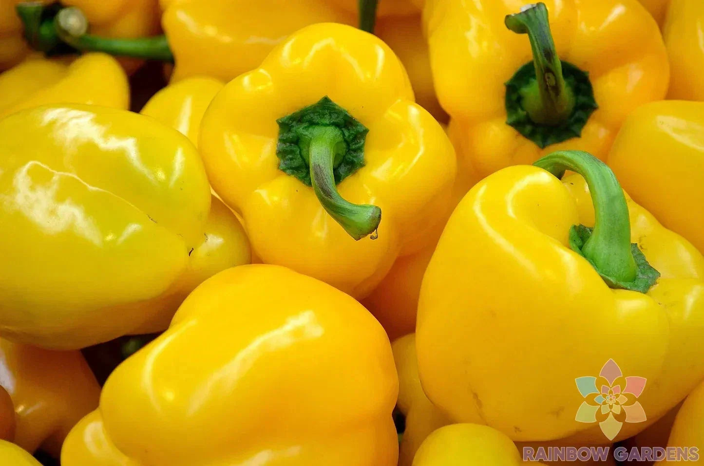 Canary Bell Sweet Pepper Seeds - 25+ Non-GMO Capsicum annuum Seeds for Garden