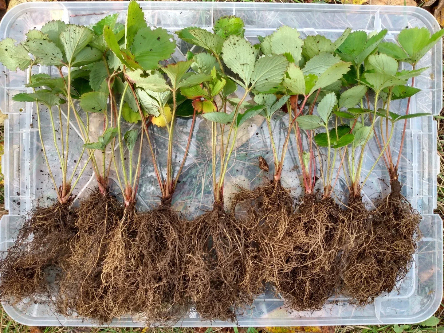 5 Live Bare Root Organic Shuksan Strawberries - June-Bearing Fruit Plants
