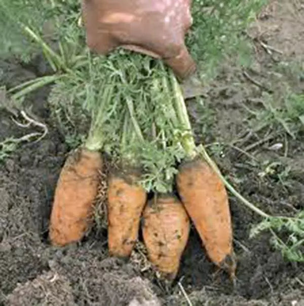 Carrot Seeds - Danvers Half Long Heirloom Non-GMO, Daucus carota, 50+ Seeds for Organic Gardening & Bountiful Harvest