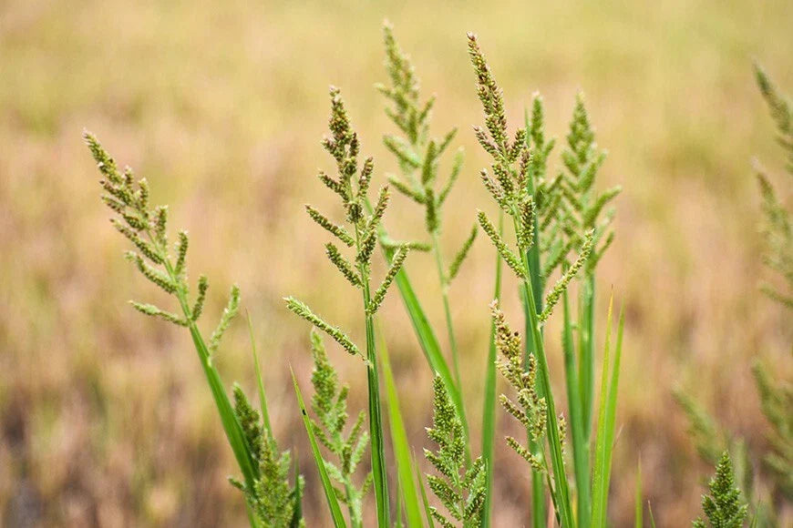 Barnyard Grass Seeds - 200+ Seeds, Echinochloa crus-galli, Fast-Growing Cover Crop