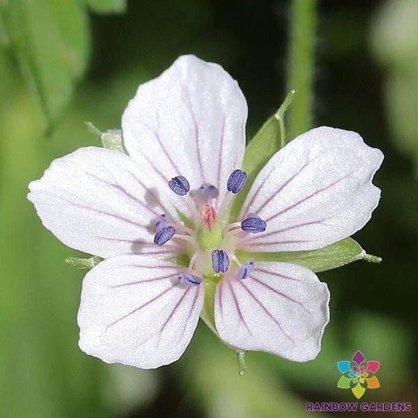 Geranium Seeds 25+ Pack Pelargonium x hortorum Garden Planting for Beds & Containers