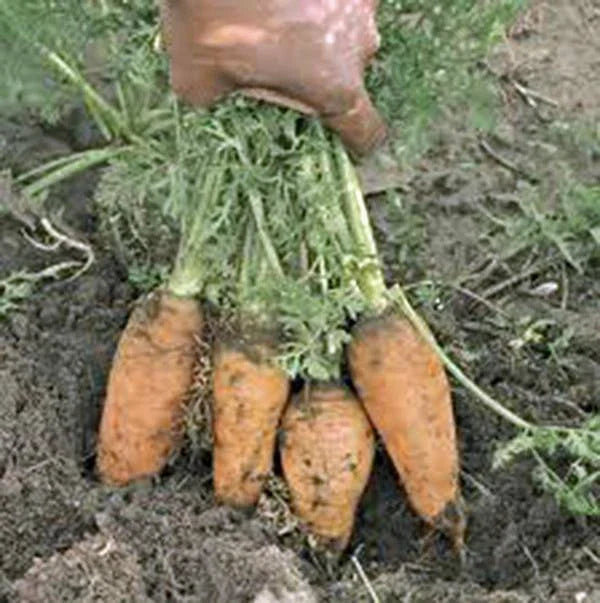 Carrot Seeds - 100+ Non-GMO Heirloom Danvers Half Long - Organic Vegetable Seeds
