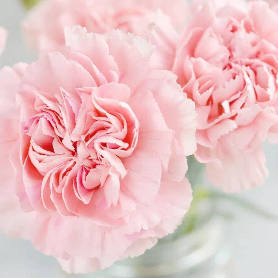 La France Carnation Seeds – Non-GMO Pink Flower Seeds – Dianthus caryophyllus – Fragrant, Easy to Grow, Perennial, 50 Seeds