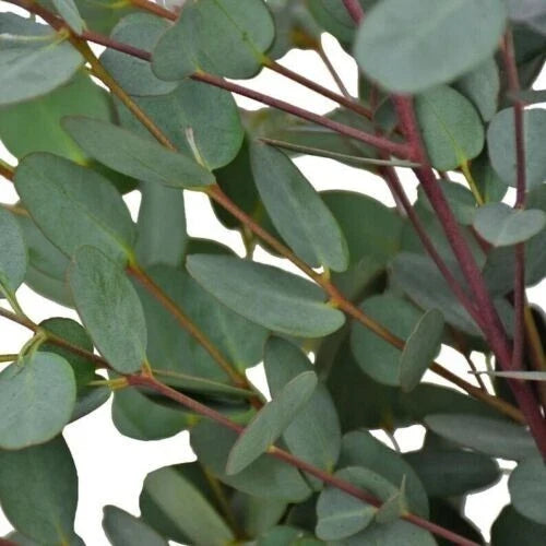 Moon Lagoon Eucalyptus Seeds - 50 Perennial Flower Seeds for Landscaping & Gardens - Eucalyptus cinerea, Fast-Growing, Wildlife Attracting