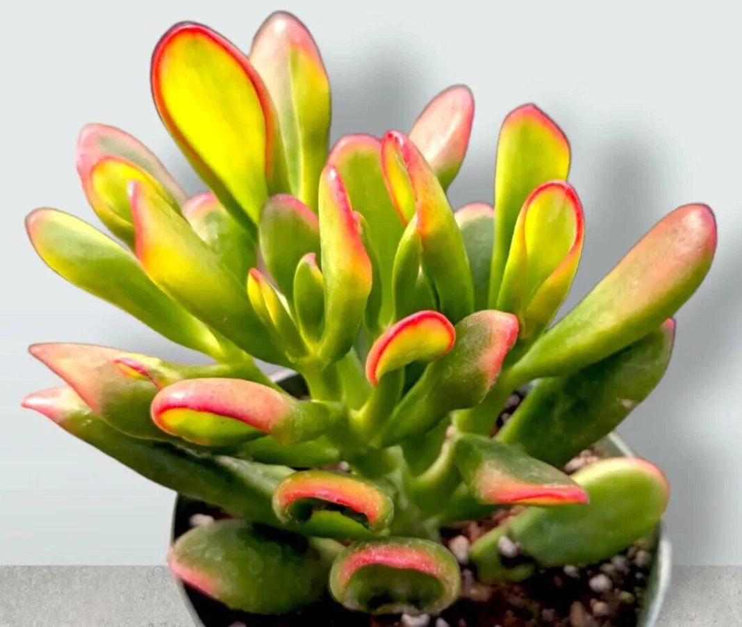Rare Variegated Crassula Ovata 'Gollum' - 4" Rooted Jade Plant - Unique Variegated Succulent