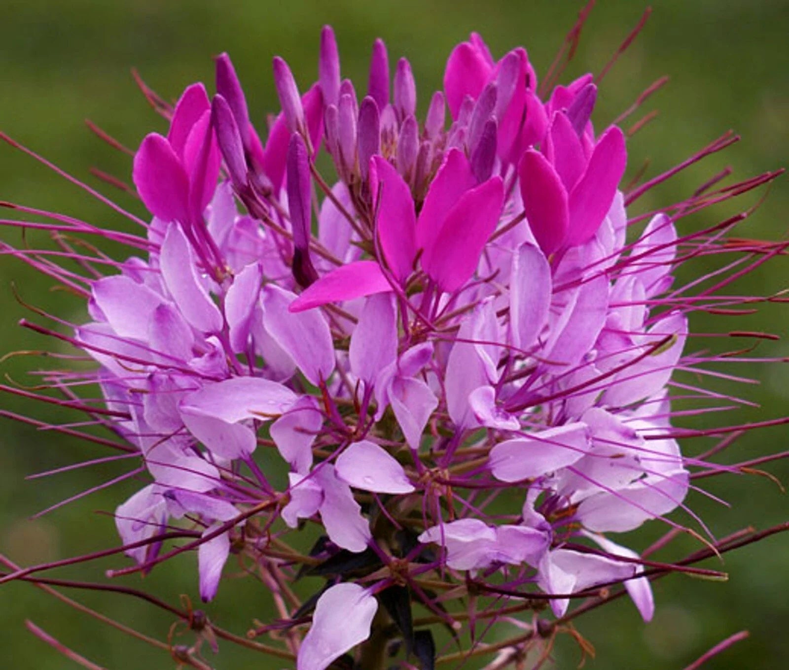 Violet Lilac Spider Seeds Clome Spinosa Perennial Bee-Friendly Flower for Garden, Borders & Containers