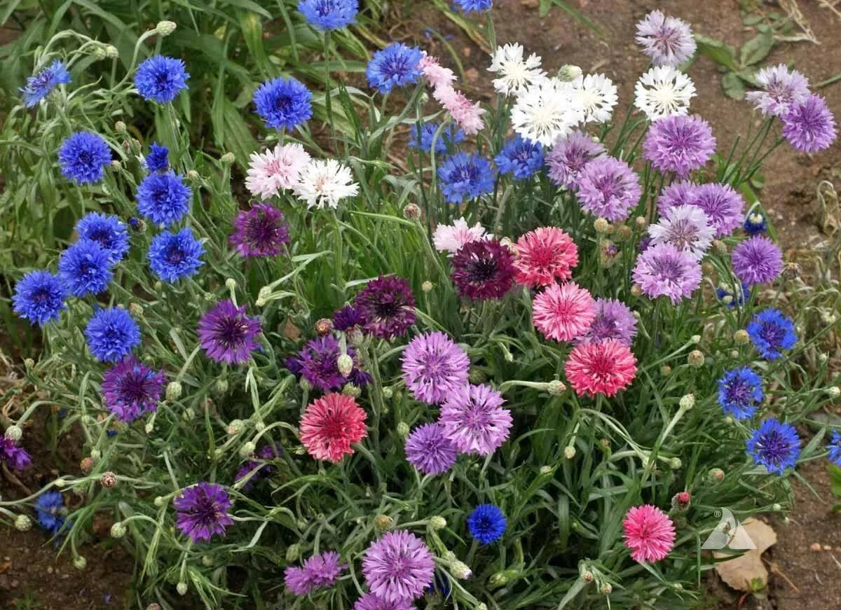Cornflower Seeds Dwarf Polka Dot Mix Non-GMO Centaurea cyanus - Vibrant Flower Seeds for Garden & Containers