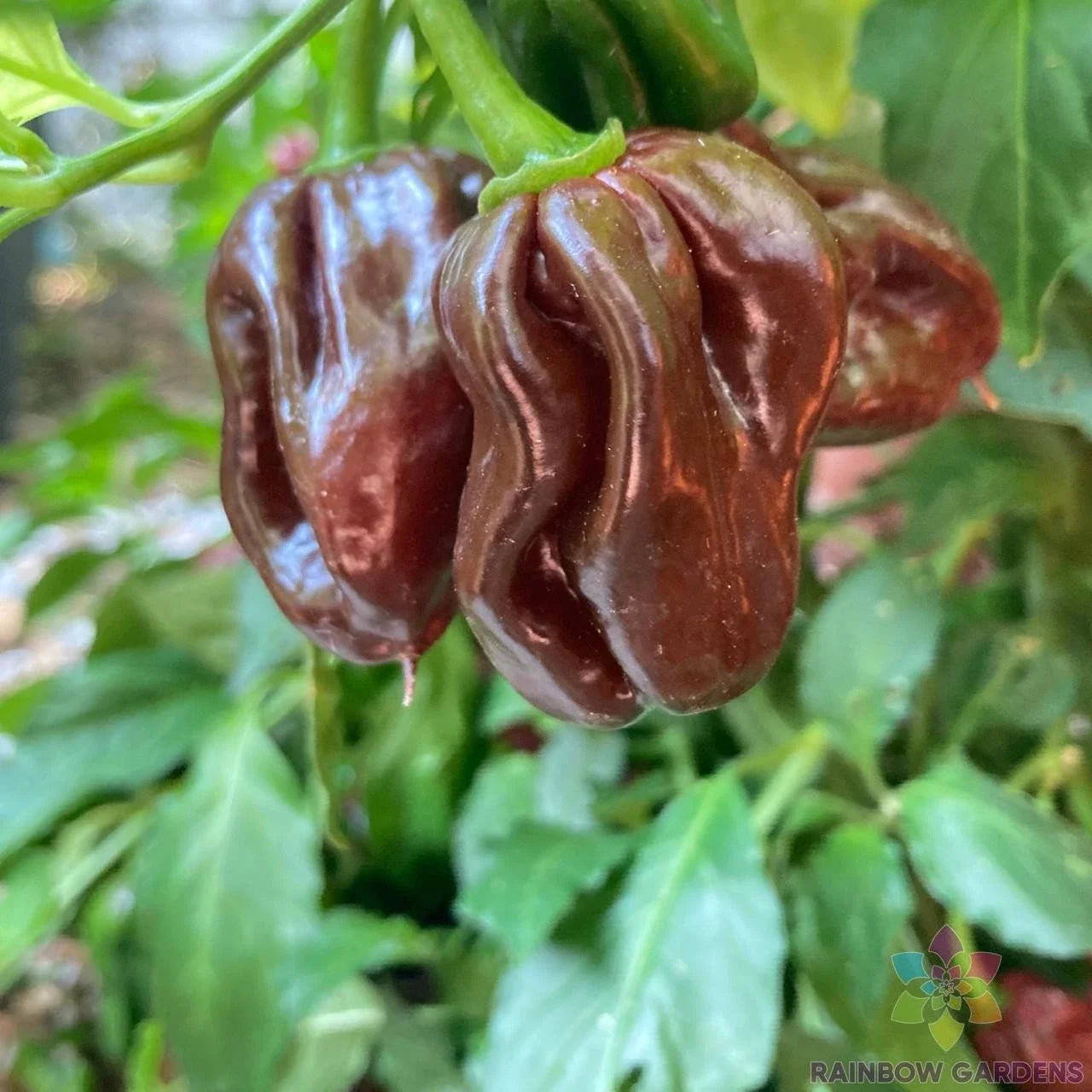Jamaican Hot Chocolate Pepper Seeds - 25+ Capsicum chinense, Spicy Dark Chocolate-Brown Peppers, Garden, Hot Sauce, Compact Plant