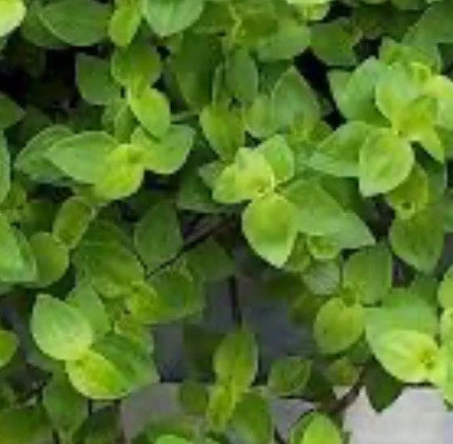 Dwarf Bolivian Wandering Jew Cuttings – Tradescantia Repens – 40 Propagation Plant Cuttings for Indoor & Outdoor Decor