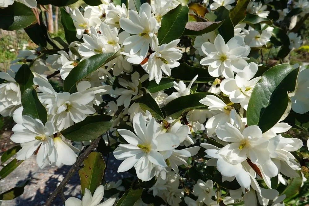 Sweetbay Magnolia Seedlings - Live Trees - Magnolia Virginiana - Fragrant White Flowers - Moist Soil Planting