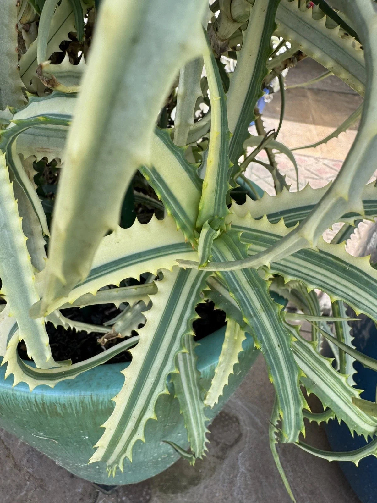 Variegated Aloe Succulent Cuttings - 2 Pcs - Aloe vera var. variegata - Drought-Tolerant Indoor & Outdoor Plants