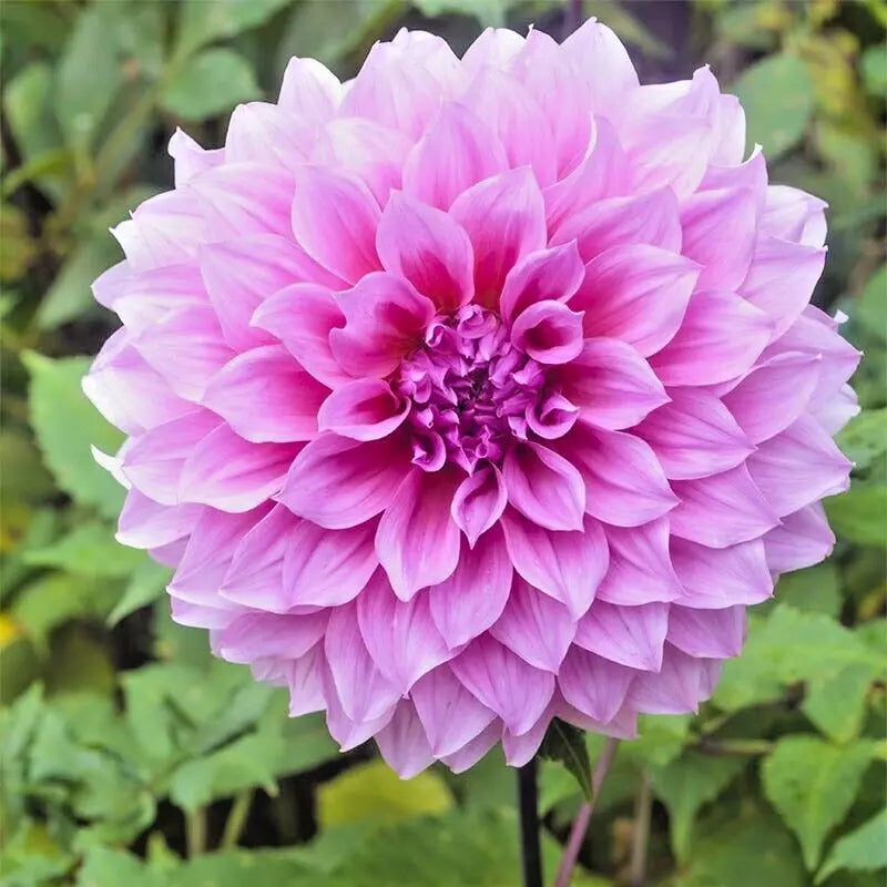 Dahlia Bulb Tuber Lavender Perfection Purple Dinnerplate Live Flower Plant Full Sun 8-10" Blooms