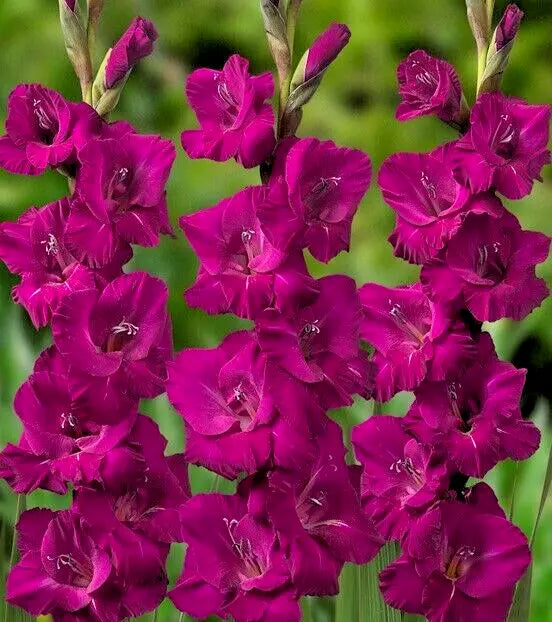 Gladiolus Bulbs 5-Pack Tall Magenta Pink 'Plum Tart' Sword Lily for Hummingbirds, Deer Resistant