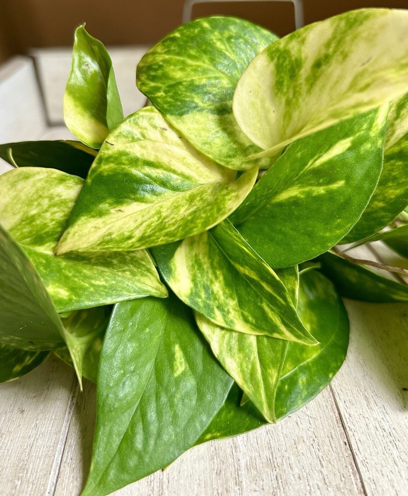 Rooted Pothos Cuttings 10 Pack, Epipremnum aureum, Easy Care Houseplant, Trailing Vine, Indoor Greenery