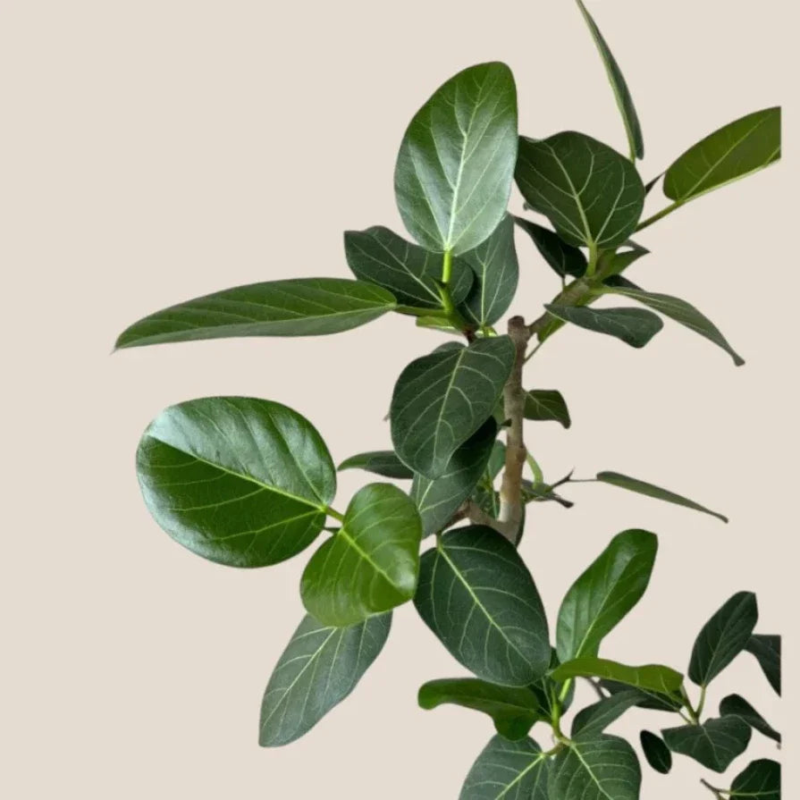 Live Benjamina Audry Plant - 5-7 Inch Rooted Ficus benjamina Indoor Outdoor Hardy Green Foliage