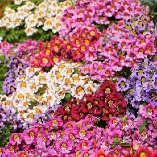 Butterfly Flower Seeds - ANGEL WINGS Schizanthus Mix - Non-GMO, 1500 Seeds, Orchid-like Blooms, Pollinator Attractant