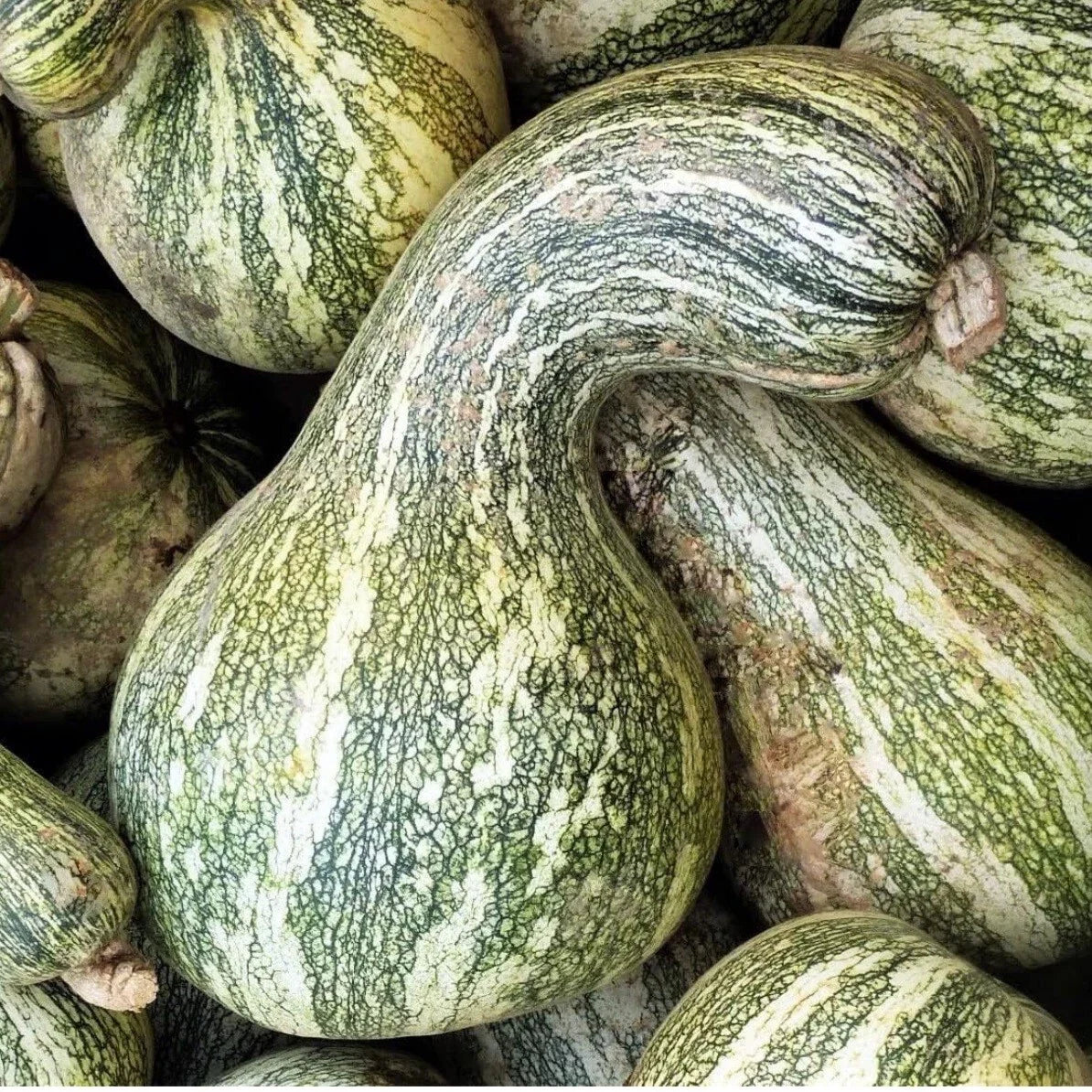 Green Striped Cushaw Pumpkin Seeds – 20 Non-GMO Cucurbita maxima Winter Squash Seeds for Gardening