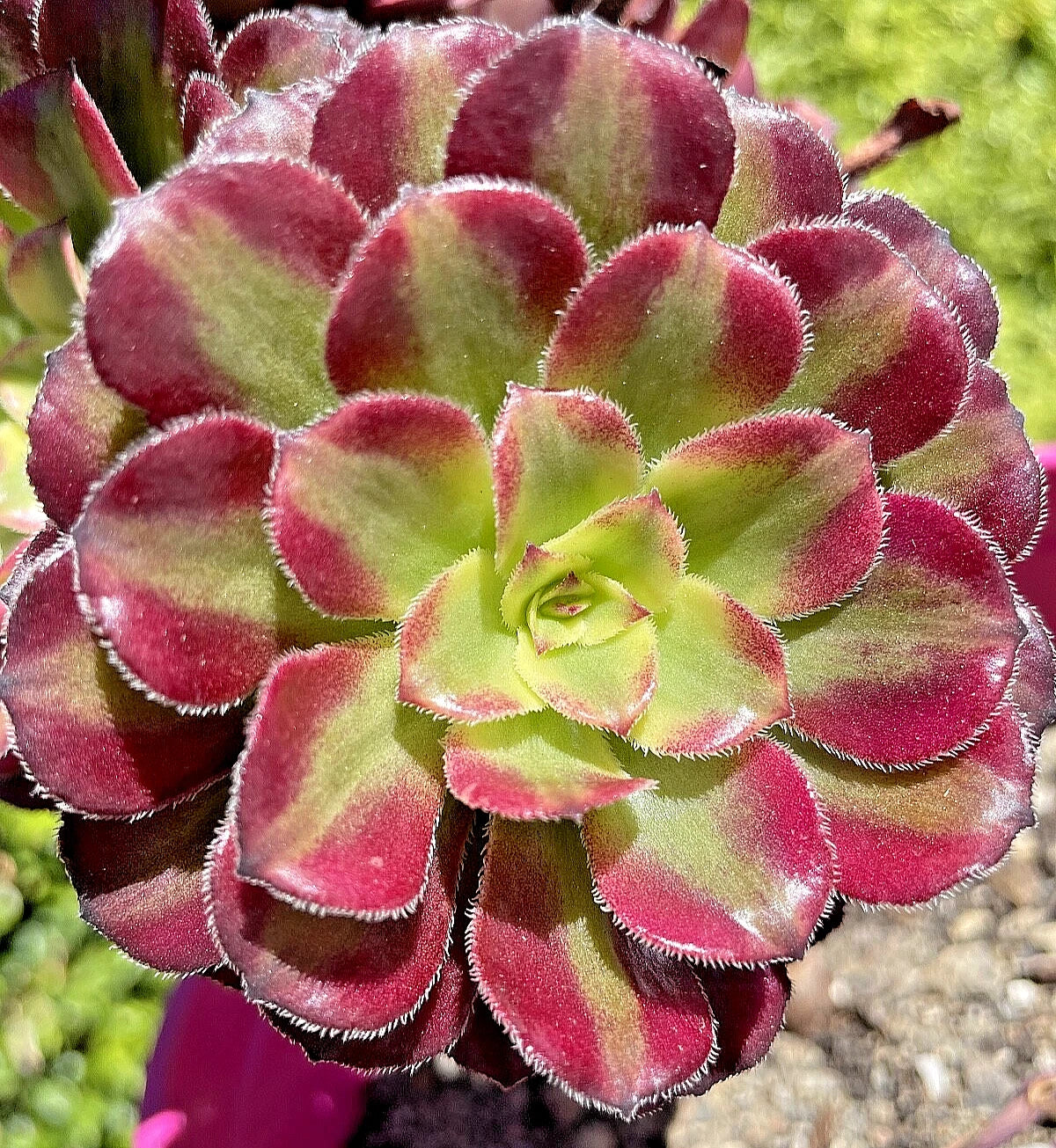 Aeonium Mardi Gras Succulent Cutting 3-4 Inches Variegated Unrooted Plant, Rare Aeonium Decorum 'Mardi Gras'