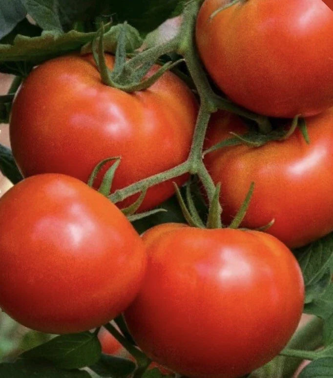 Beefsteak Tomato Seeds | 500 Heirloom Non-GMO Seeds for Home Garden | Solanum lycopersicum