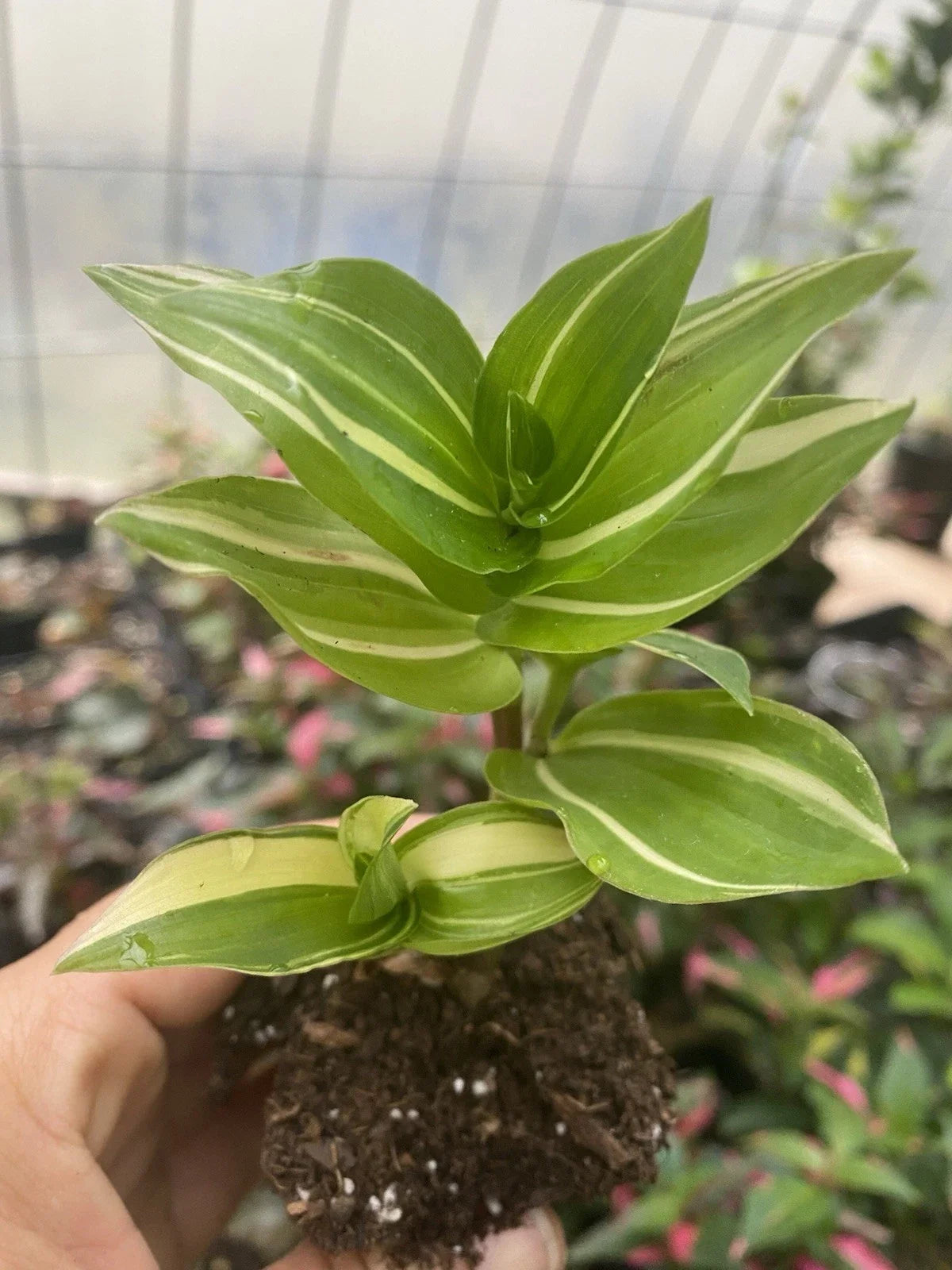 Rooted Tradescantia Fluminensis Live Houseplant Cutting - Green Foliage, Bare Root Indoor Plant