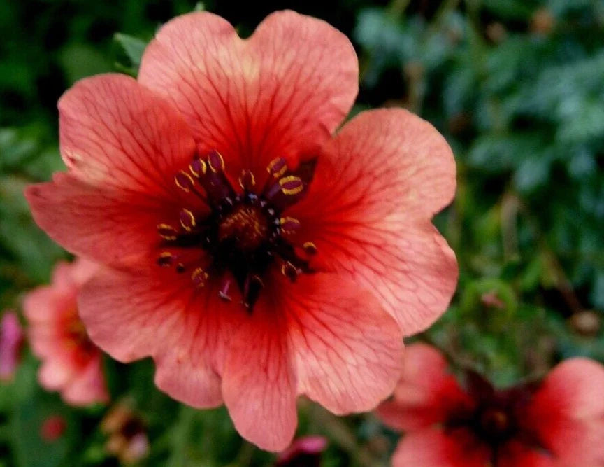 Potentilla Seeds 20 Pack - 'Melton Fire' Red-Orange Flowers, Hardy Perennial Potentilla fruticosa Seeds