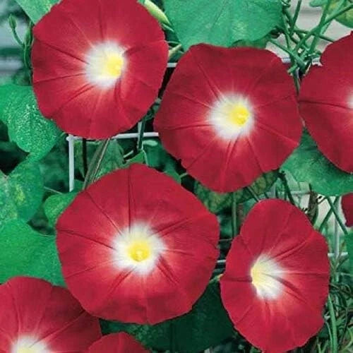 Red Ipomoea Climbing Vine Seeds - 100 Pack, Fast-Growing Ornamental Garden Plant, Morning Glory, Ipomoea purpurea