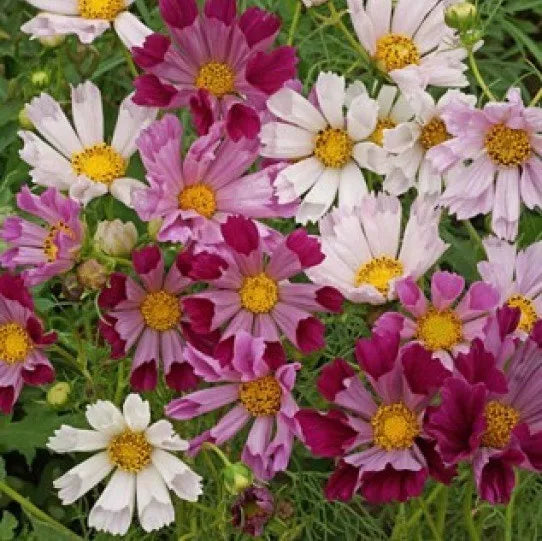 Cosmos Seeds - Seashells Variety - Cosmos bipinnatus - 30 Fresh Flower Seeds for Garden, Container, Wildflower Planting