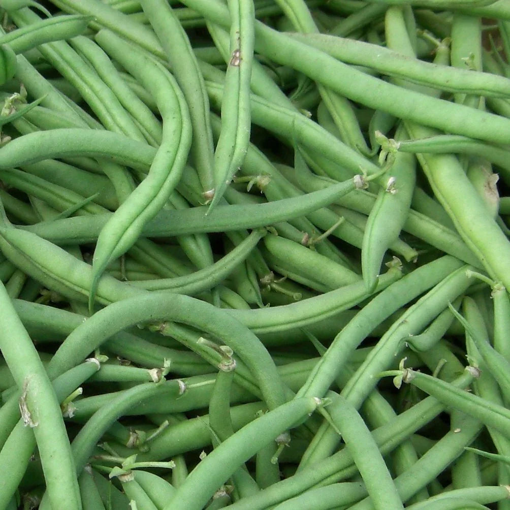 Burpee Stringless Green Bean Seeds - Non-GMO Phaseolus vulgaris for Organic Gardening