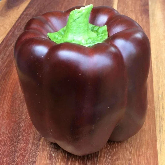 Chocolate Bell Pepper Seeds - Organic Non-GMO Heirloom Pack of 50+ Capsicum annuum for Home Gardening