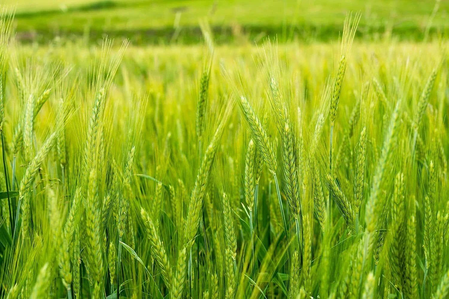 Triticale Seeds for Planting - High Yield Organic Variety - Triticosecale for Grain & Forage