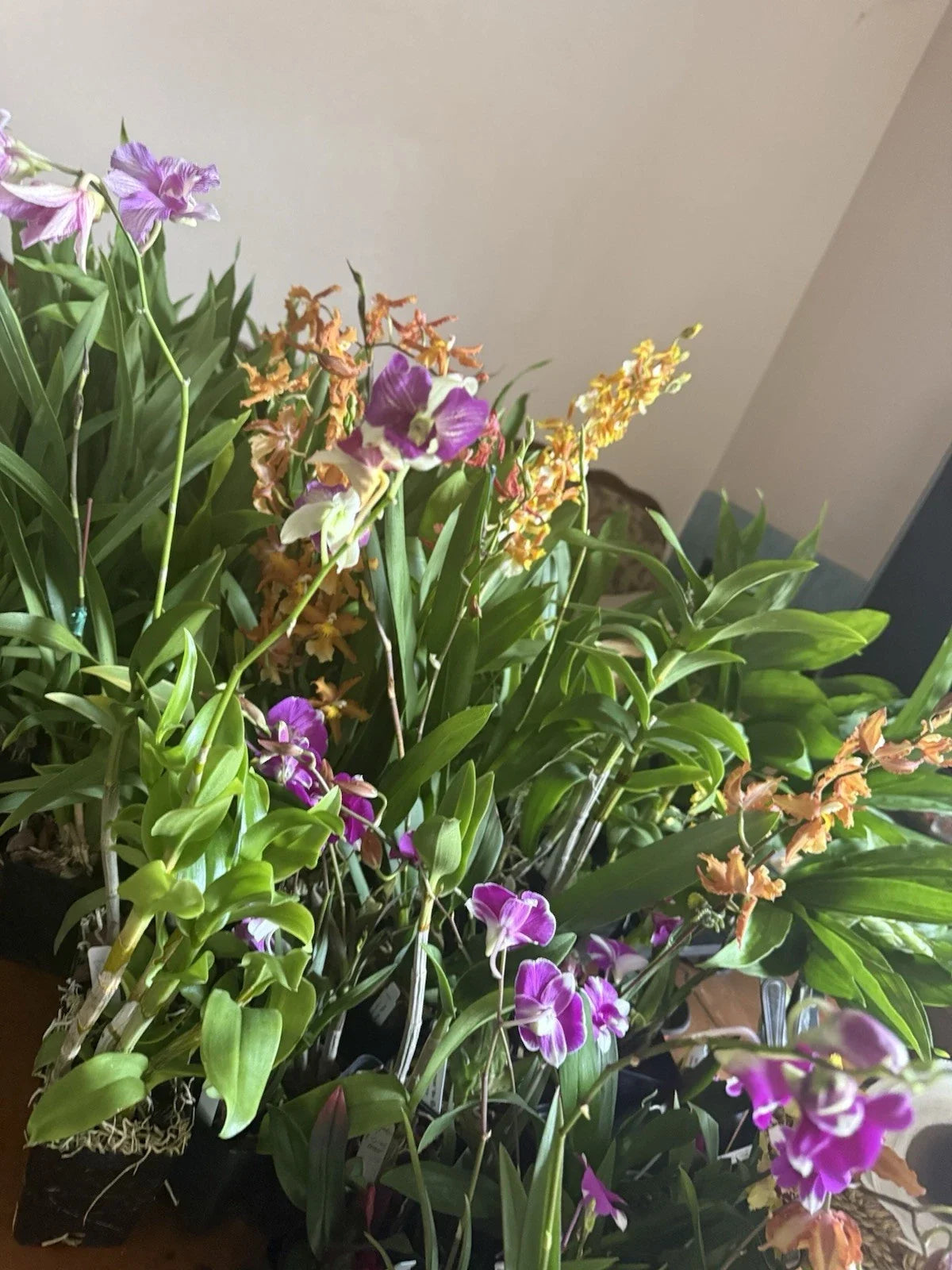 Orchid Plant Box – 10 Den & Oncidium Divisions – Exotic Indoor Flowering Plants – Home Decor Orchidaceae