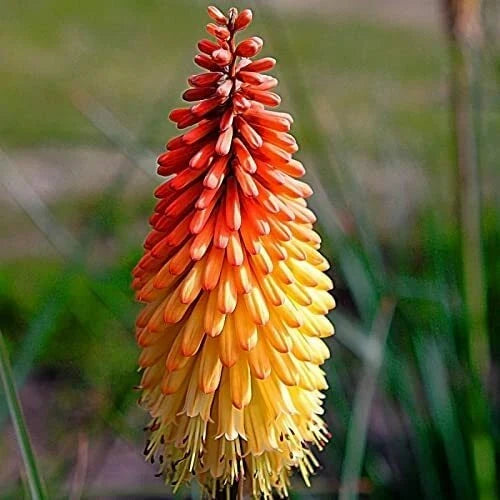 Red Hot Poker Flower Seeds - Kniphofia Uvaria Perennial Garden Plant - 50+ Seeds for Borders & Pollinator Gardens
