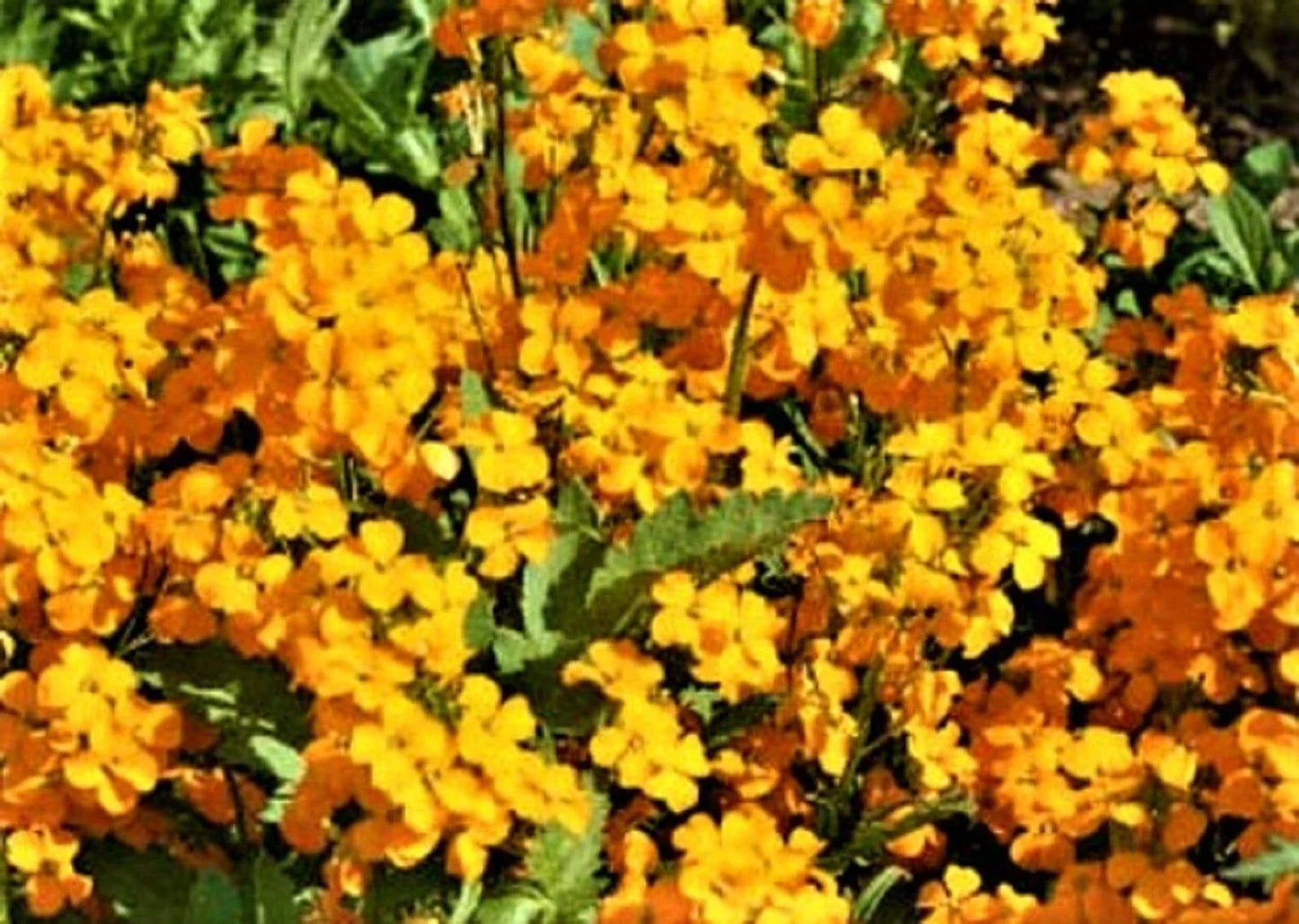 Siberian Wallflower Seeds - 200+ Non-GMO Erysimum cheiri Yellow-Orange Flowers Seed Pack