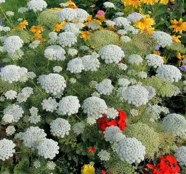 Bishop's Flower Seeds - 100 Pack - Delphinium Consolida - White Lacy Flowers for Gardens, Borders, and Wildflower Meadows