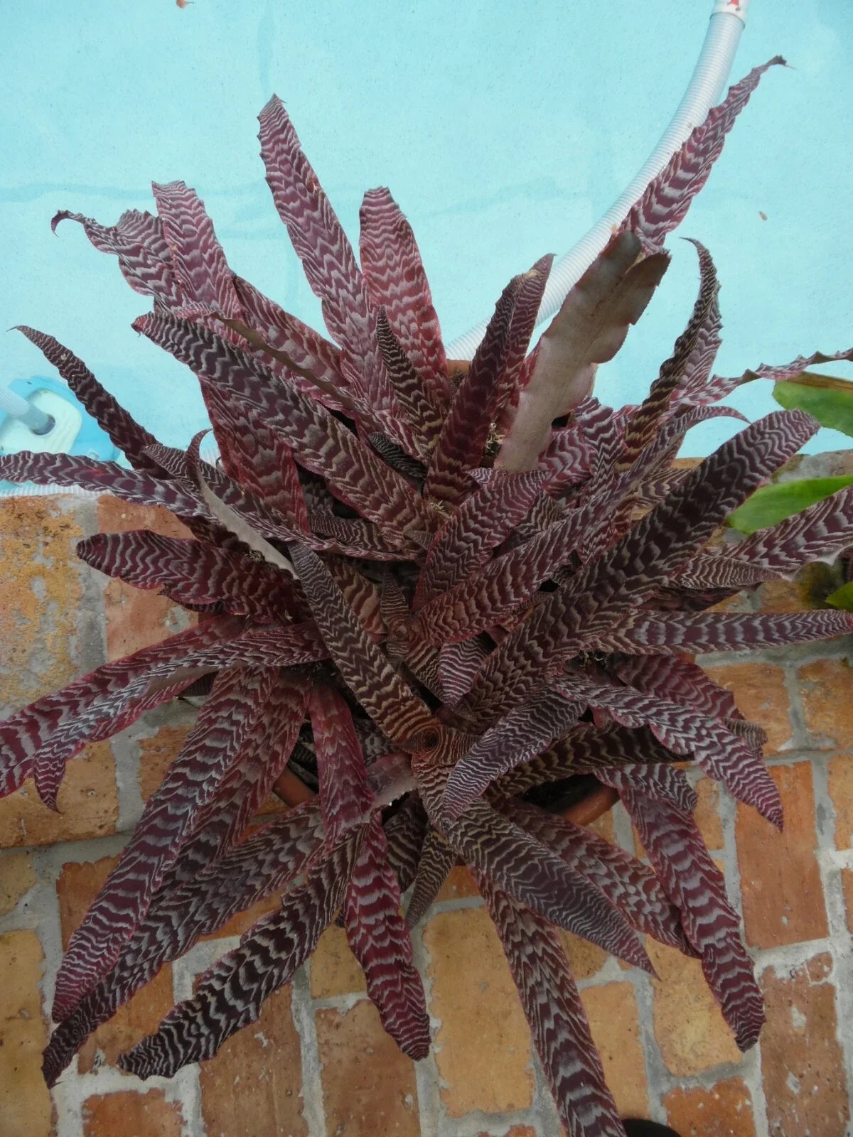 Cryptanthus Pheasant Tail Bromeliad Plant – Medium Indoor Tropical Houseplant with Unique Foliage and Air Purifying Benefits