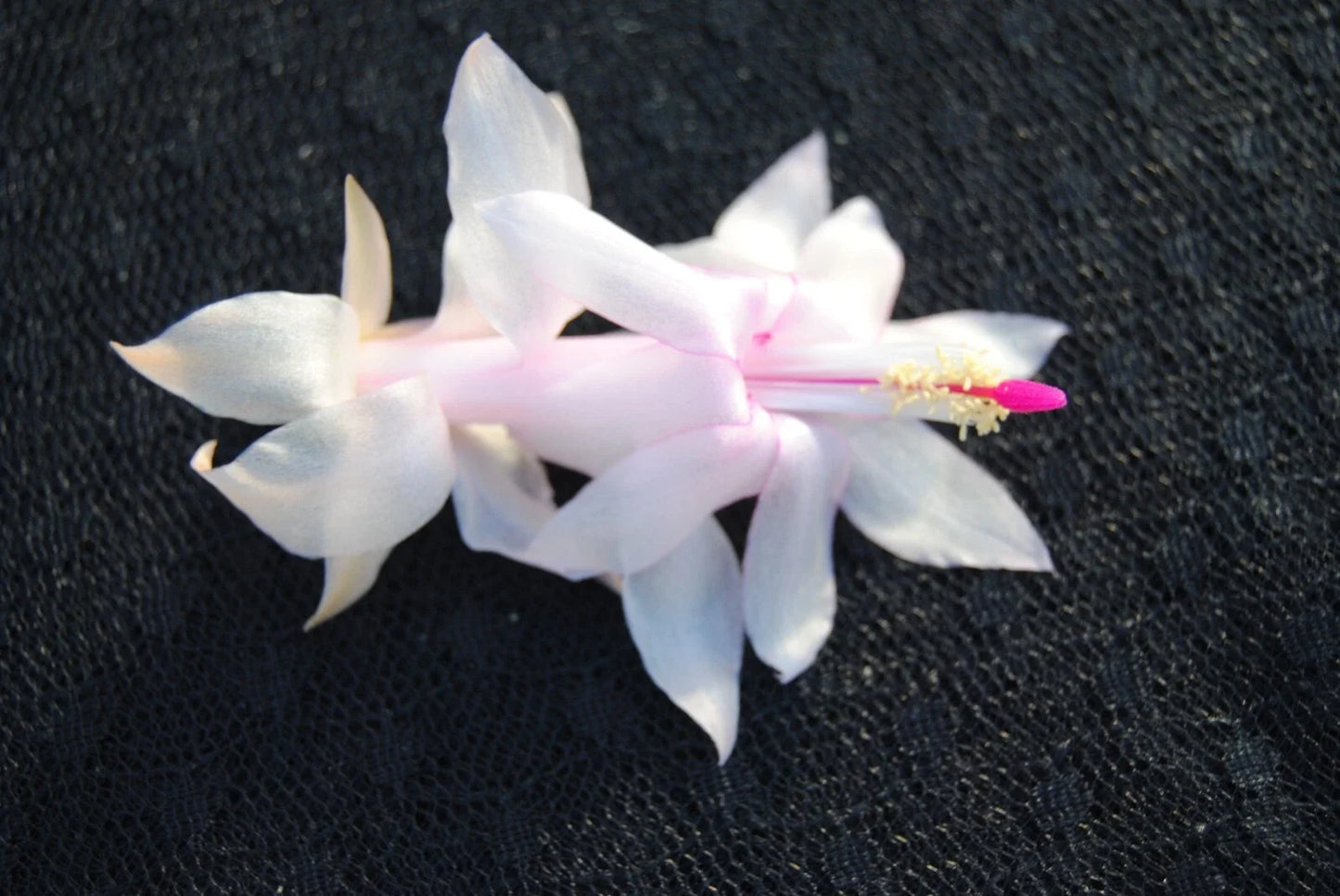 Christmas Cactus Starter Plant, Small Well-Rooted Schlumbergera Truncata, Perfect for December Weddings, Indoor Succulent Plant