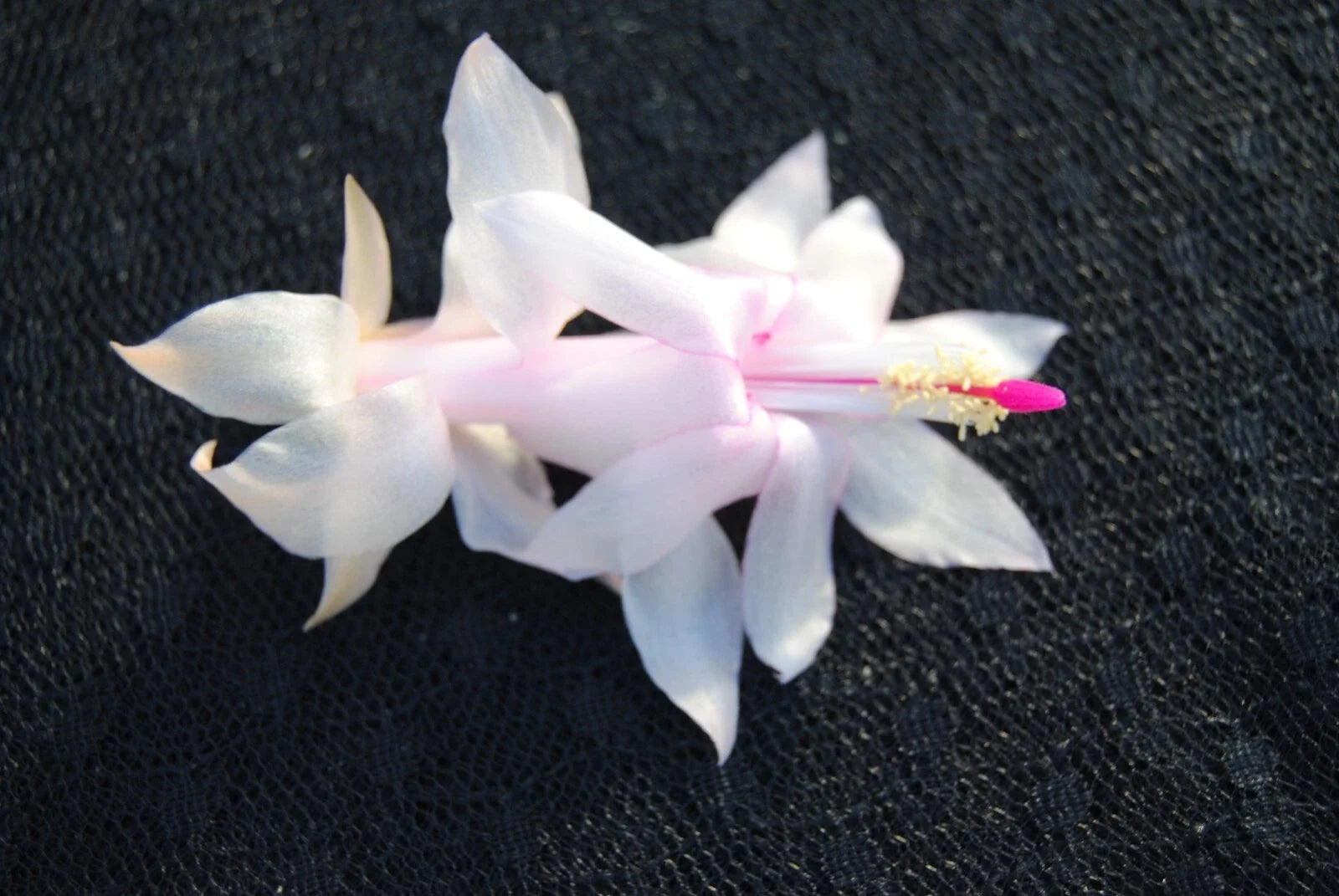 Christmas Cactus Starter Plant, Small Well-Rooted Schlumbergera Truncata, Perfect for December Weddings, Indoor Succulent Plant