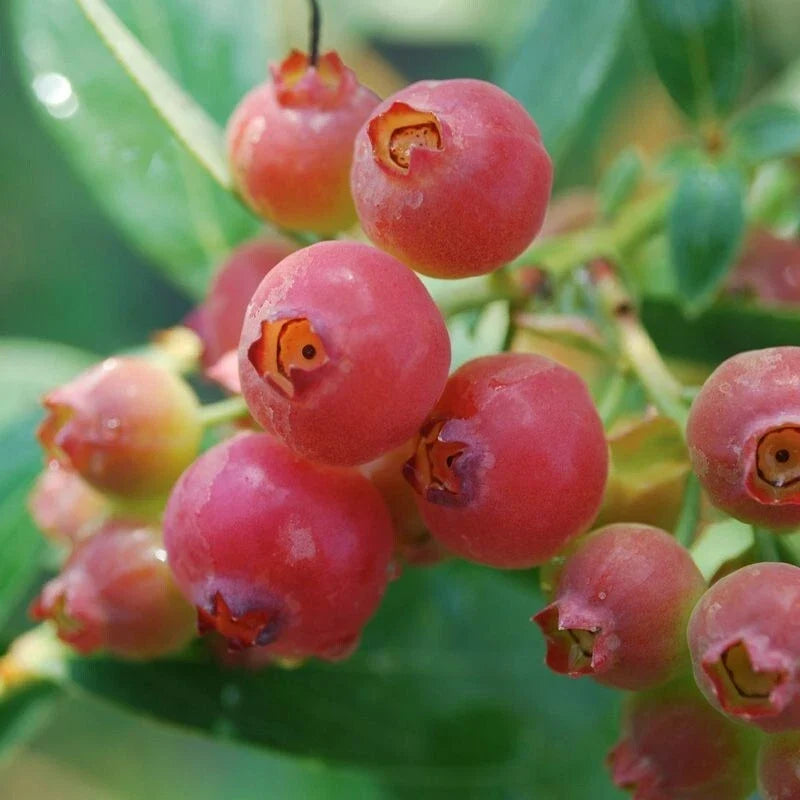 Pink Lemonade Blueberry Plant - Rooted, Self-Pollinating, Edible Pink Berries, Vaccinium corymbosum, Zones 5-8